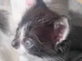 Penélope