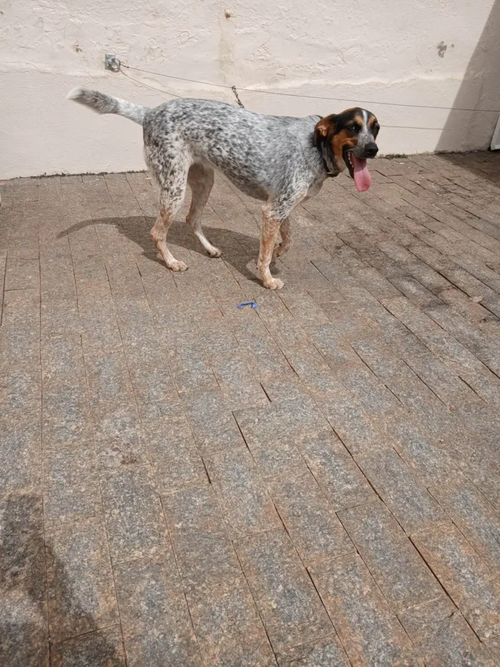 Cachorro ra a SRD-ViraLata idade 6 ou mais anos nome Luna