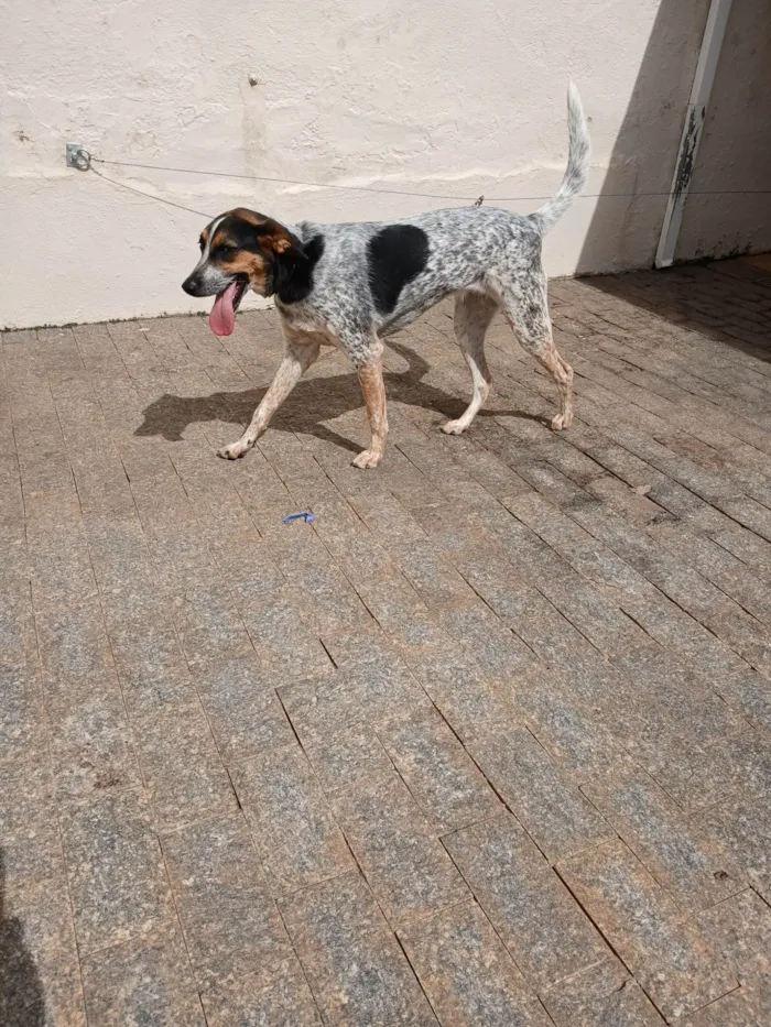Cachorro ra a SRD-ViraLata idade 6 ou mais anos nome Luna