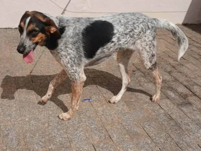Cachorro raça SRD-ViraLata idade 6 ou mais anos nome Luna