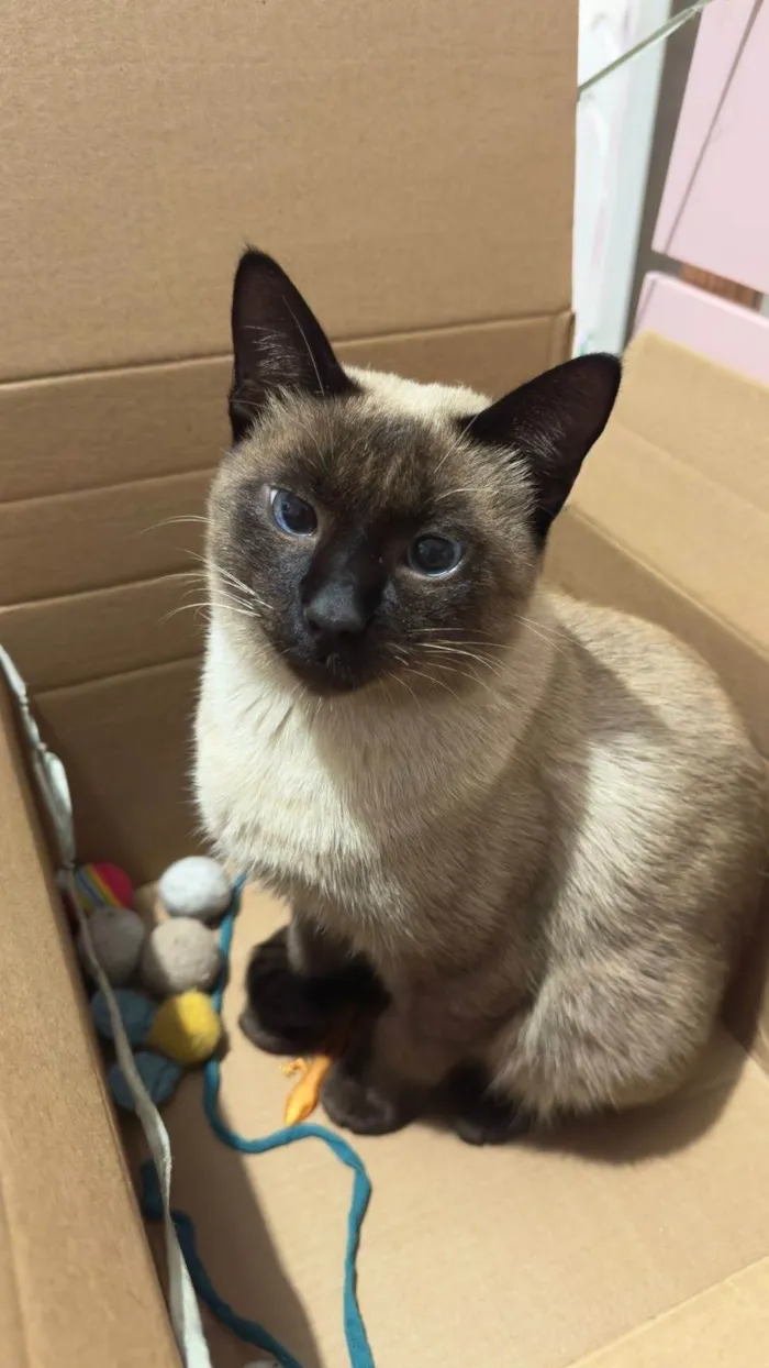Gato ra a Siamês idade 1 ano nome Tico