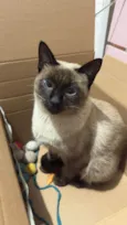 Tico