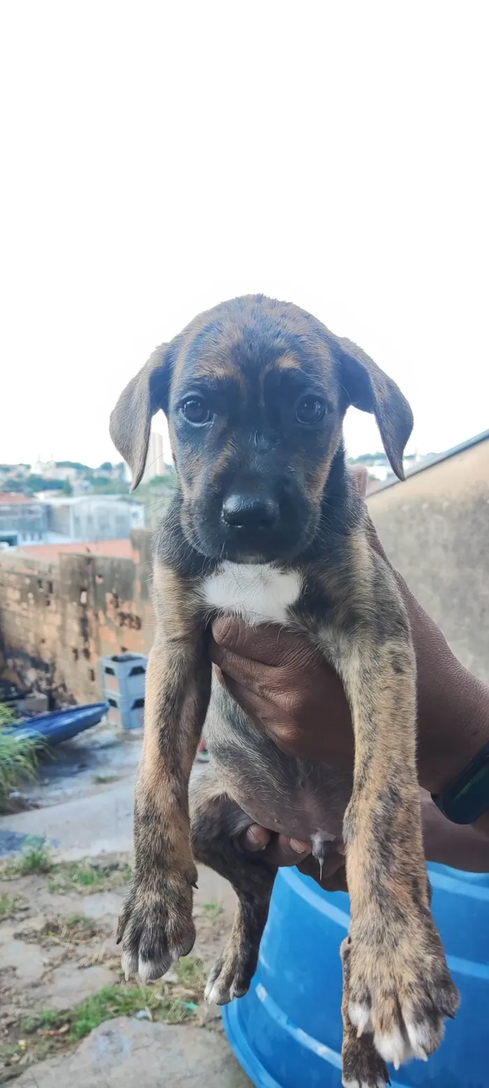 Cachorro ra a SRD-ViraLata idade 2 a 6 meses nome Belo Horizonte 