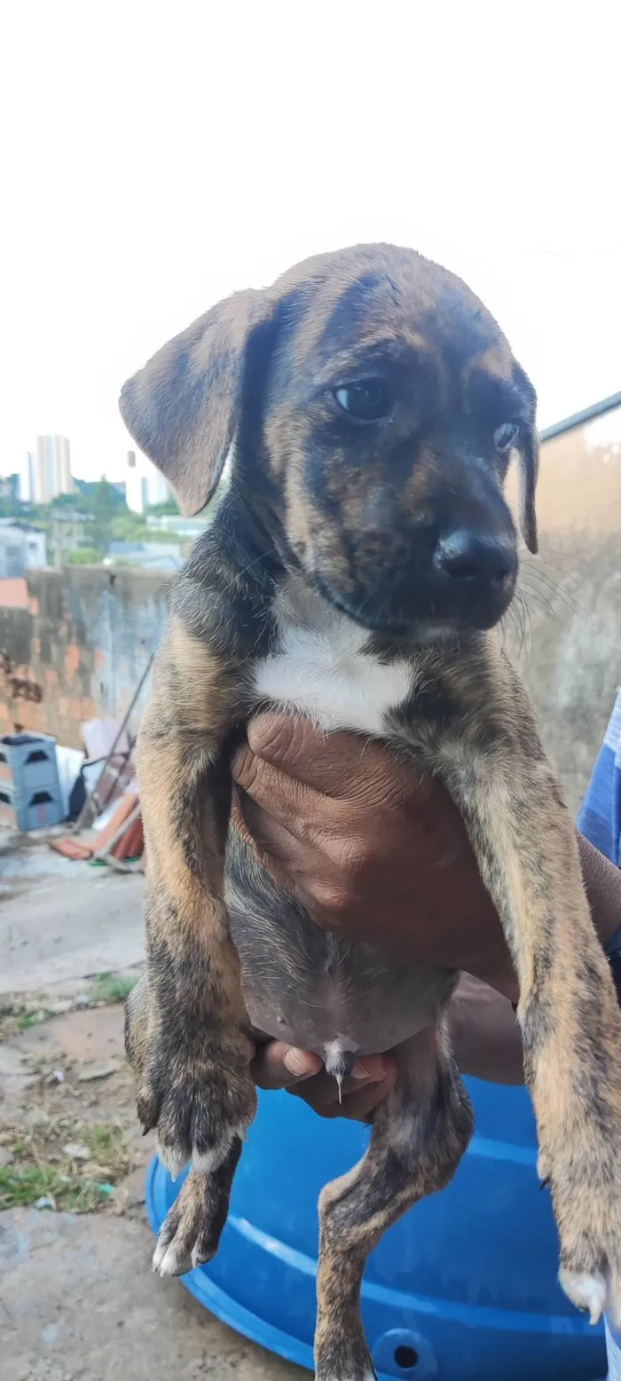 Cachorro ra a SRD-ViraLata idade 2 a 6 meses nome Belo Horizonte 
