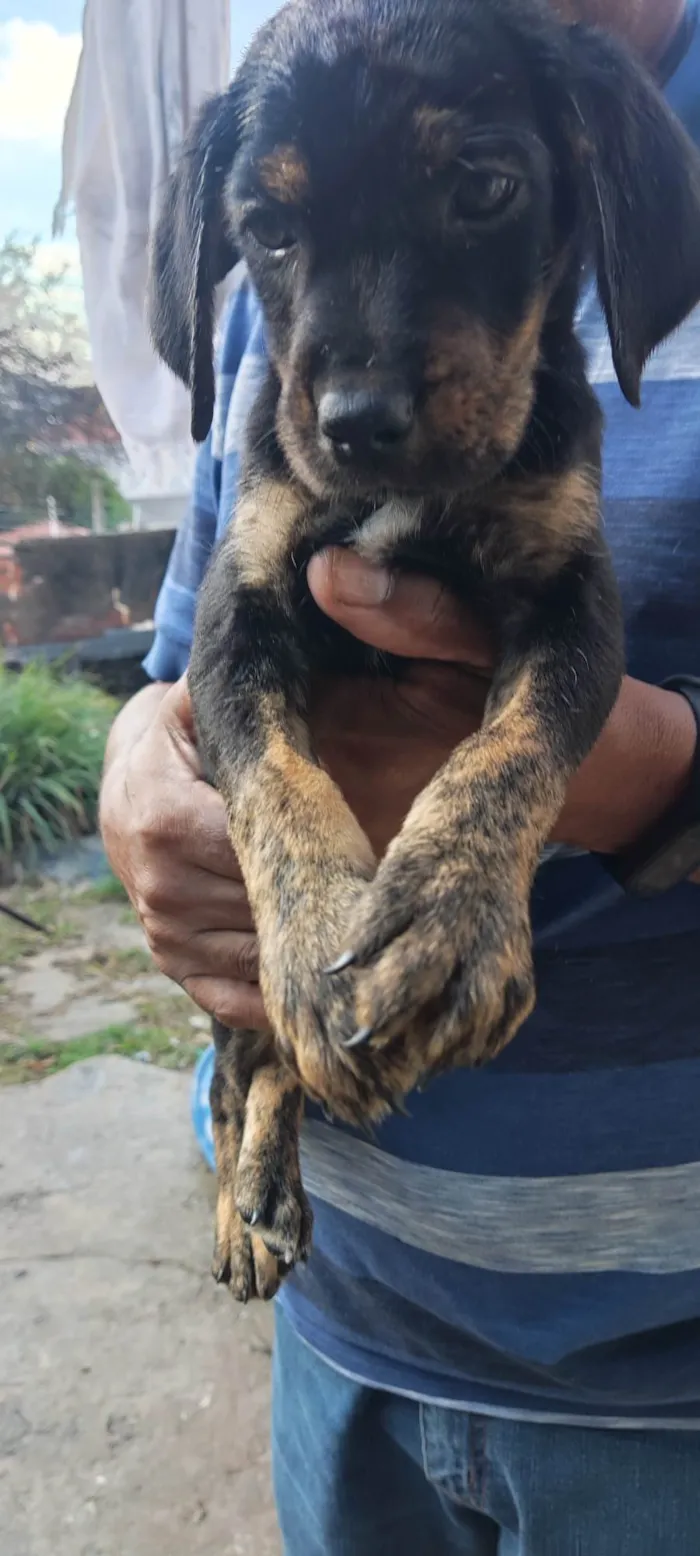 Cachorro ra a SRD-ViraLata idade 2 a 6 meses nome Ouro Preto 