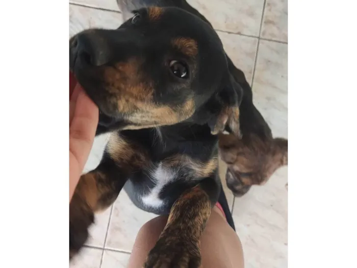 Cachorro ra a SRD-ViraLata idade 2 a 6 meses nome Ouro Preto 