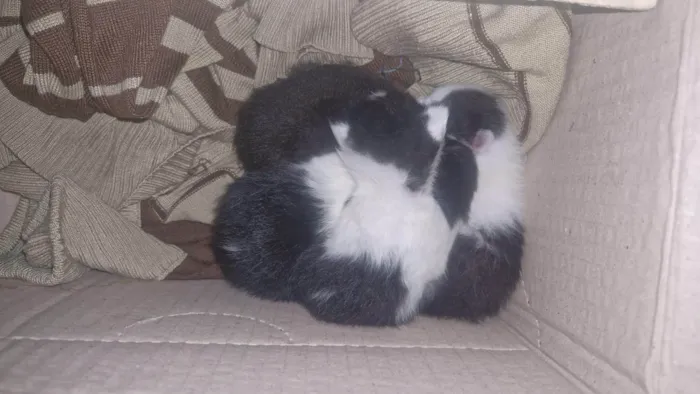 Gato ra a SRD-ViraLata idade Abaixo de 2 meses nome Gatinhos 