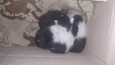 Gatinhos