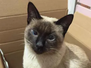 Gato raça Siamês idade 1 ano nome Tico