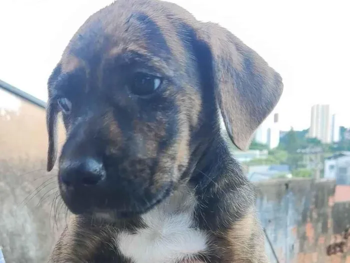 Cachorro ra a SRD-ViraLata idade 2 a 6 meses nome Belo Horizonte 