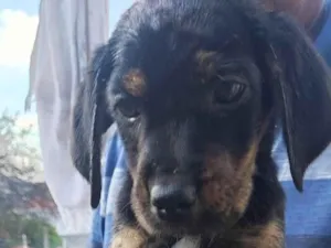 Cachorro raça SRD-ViraLata idade 2 a 6 meses nome Ouro Preto 