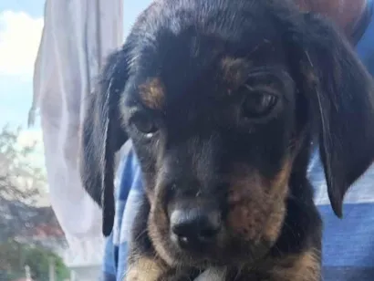 Cachorro raça SRD-ViraLata idade 2 a 6 meses nome Ouro Preto 