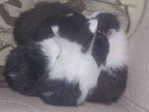 Gato raça SRD-ViraLata idade Abaixo de 2 meses nome Gatinhos 
