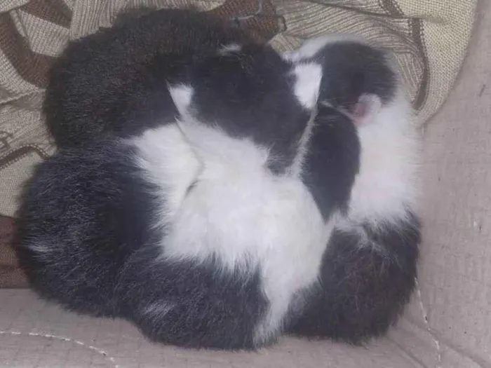 Gato ra a SRD-ViraLata idade Abaixo de 2 meses nome Gatinhos 