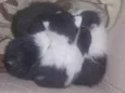 Gatinhos