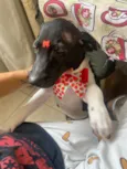 Milu