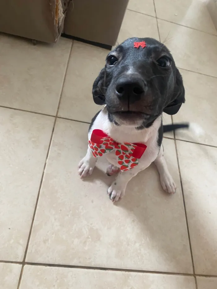 Cachorro ra a SRD-ViraLata idade 2 a 6 meses nome Milu 
