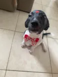 Milu