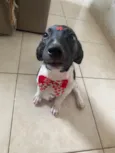 Milu