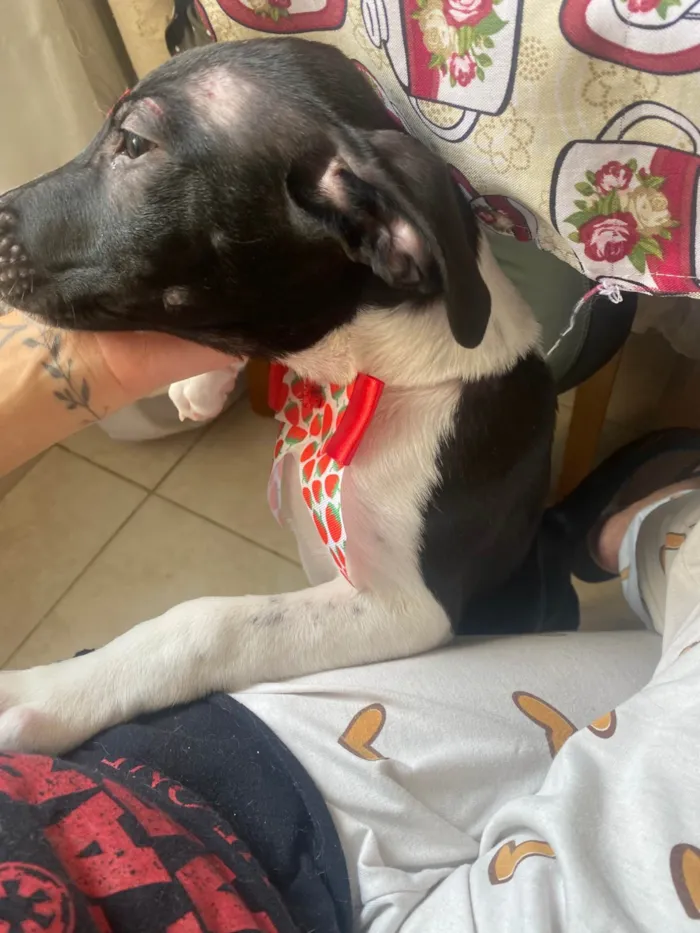 Cachorro ra a SRD-ViraLata idade 2 a 6 meses nome Milu 