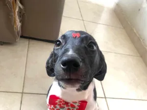 Cachorro raça SRD-ViraLata idade 2 a 6 meses nome Milu 