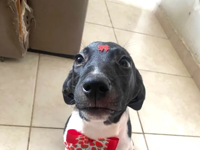 Cachorro ra a SRD-ViraLata idade 2 a 6 meses nome Milu 