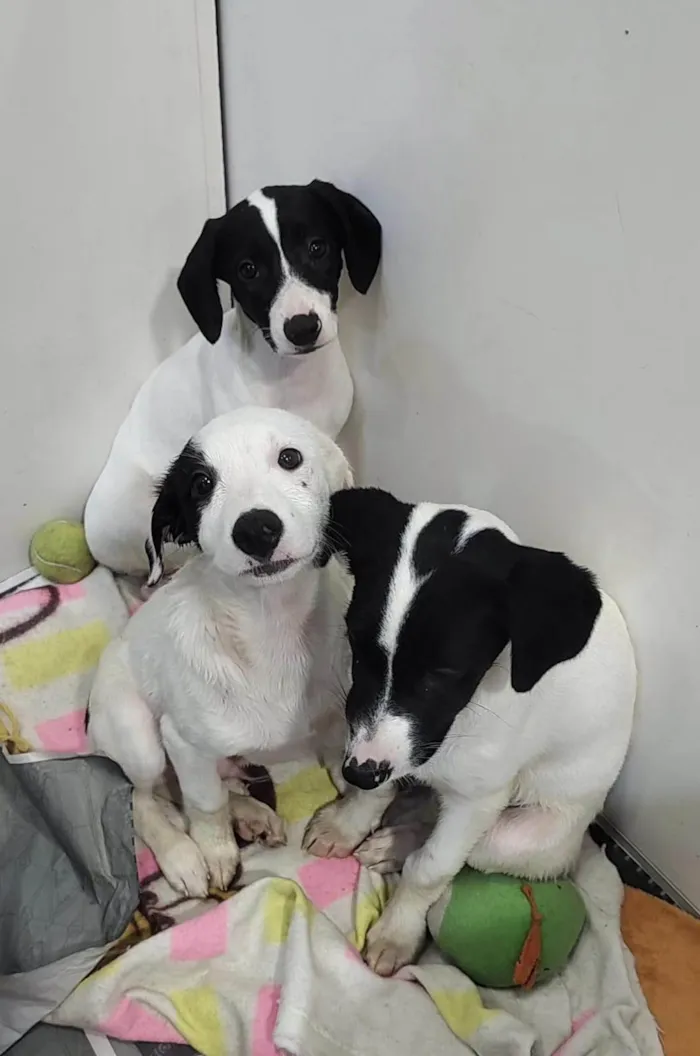 Cachorro ra a SRD-ViraLata idade 2 a 6 meses nome Filhotes 