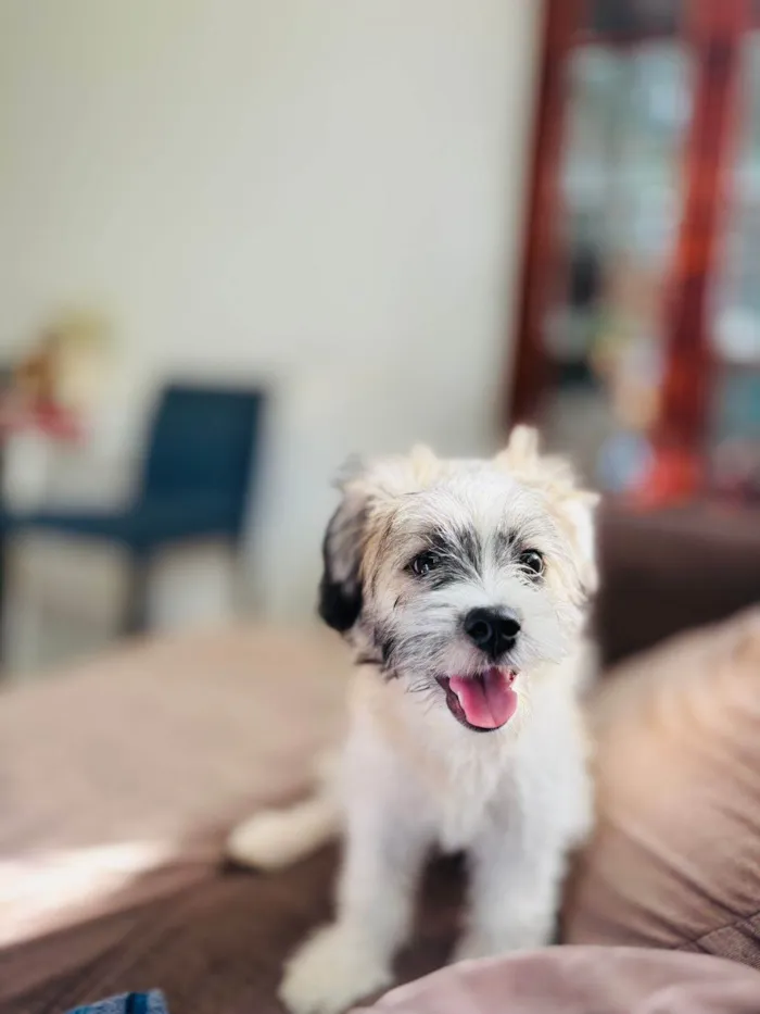 Cachorro ra a Shitzu idade 2 a 6 meses nome charlote