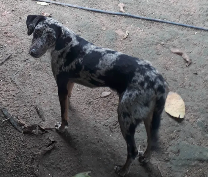 Cachorro ra a Perdigueiro idade 7 a 11 meses nome Ñ tem nome 