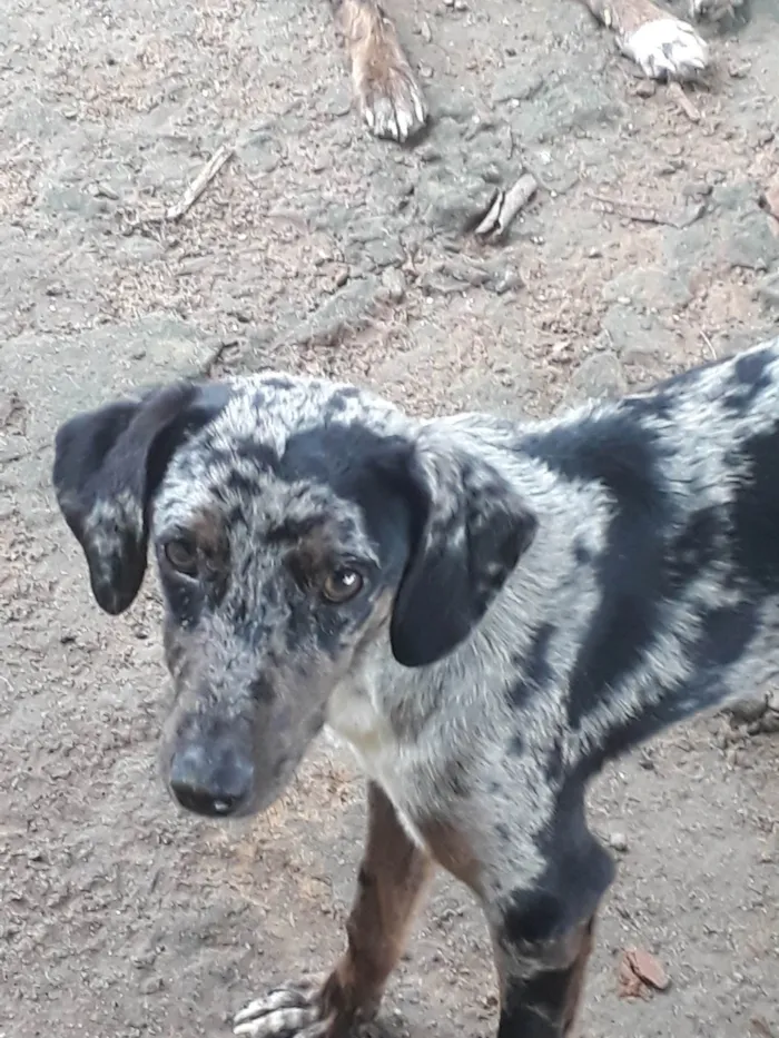 Cachorro ra a Perdigueiro idade 7 a 11 meses nome Ñ tem nome 