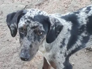 Cachorro raça Perdigueiro idade 7 a 11 meses nome Ñ tem nome 