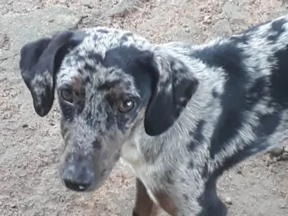 Cachorro raça Perdigueiro idade 7 a 11 meses nome Ñ tem nome 