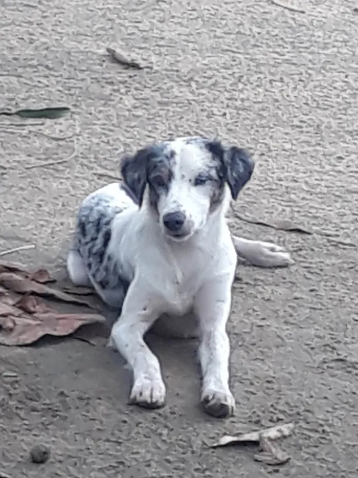 Cachorro ra a Perdigueiro idade 7 a 11 meses nome Ñ tem nome 