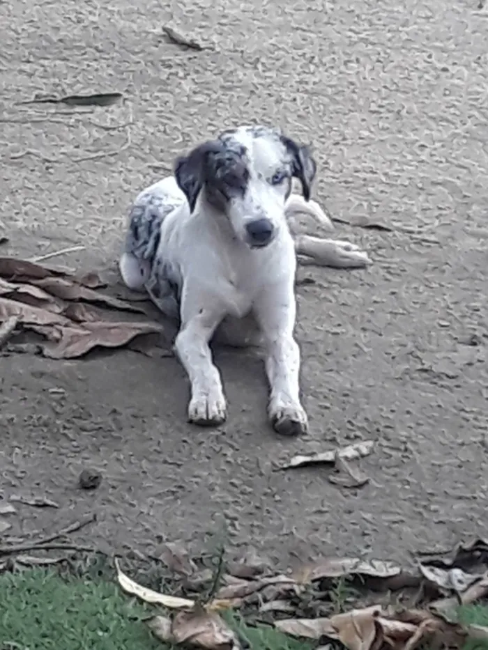 Cachorro ra a Perdigueiro idade 7 a 11 meses nome Ñ tem nome 