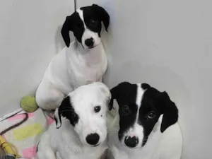 Cachorro raça SRD-ViraLata idade 2 a 6 meses nome Filhotes 