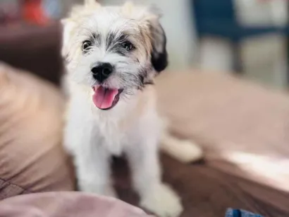 Cachorro raça Shitzu idade 2 a 6 meses nome charlote