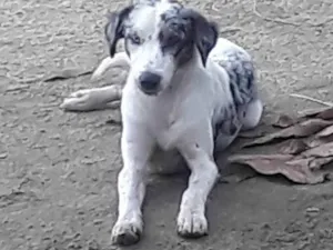 Cachorro raça Perdigueiro idade 7 a 11 meses nome Ñ tem nome 
