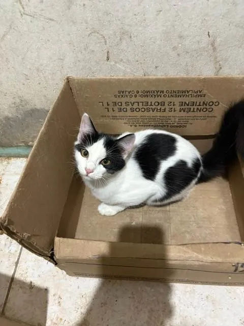 Gato ra a SRD-ViraLata idade 2 a 6 meses nome David Furuse