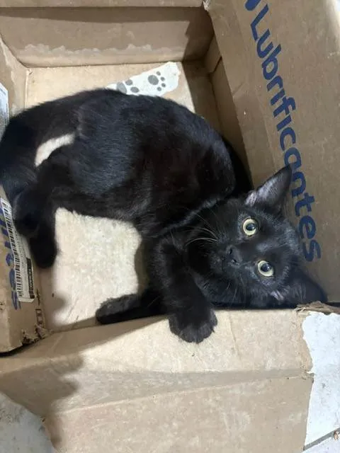 Gato ra a SRD-ViraLata idade 2 a 6 meses nome David Furuse