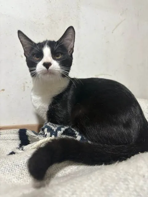 Gato ra a SRD-ViraLata idade 2 a 6 meses nome David Furuse
