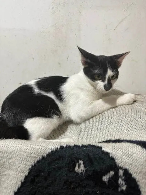 Gato ra a SRD-ViraLata idade 2 a 6 meses nome David Furuse