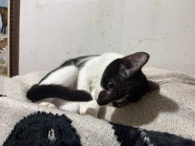 Gato ra a SRD-ViraLata idade 2 a 6 meses nome David Furuse