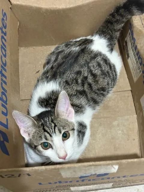 Gato ra a SRD-ViraLata idade 2 a 6 meses nome David Furuse