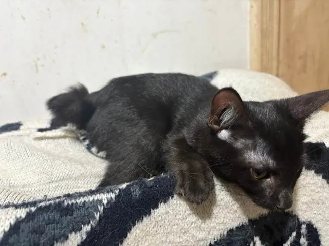 Gato ra a SRD-ViraLata idade 2 a 6 meses nome David Furuse