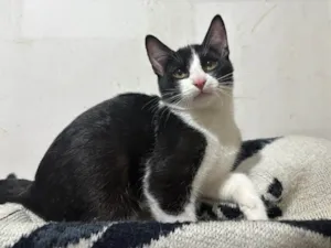 Gato raça SRD-ViraLata idade 2 a 6 meses nome David Furuse