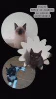 ....