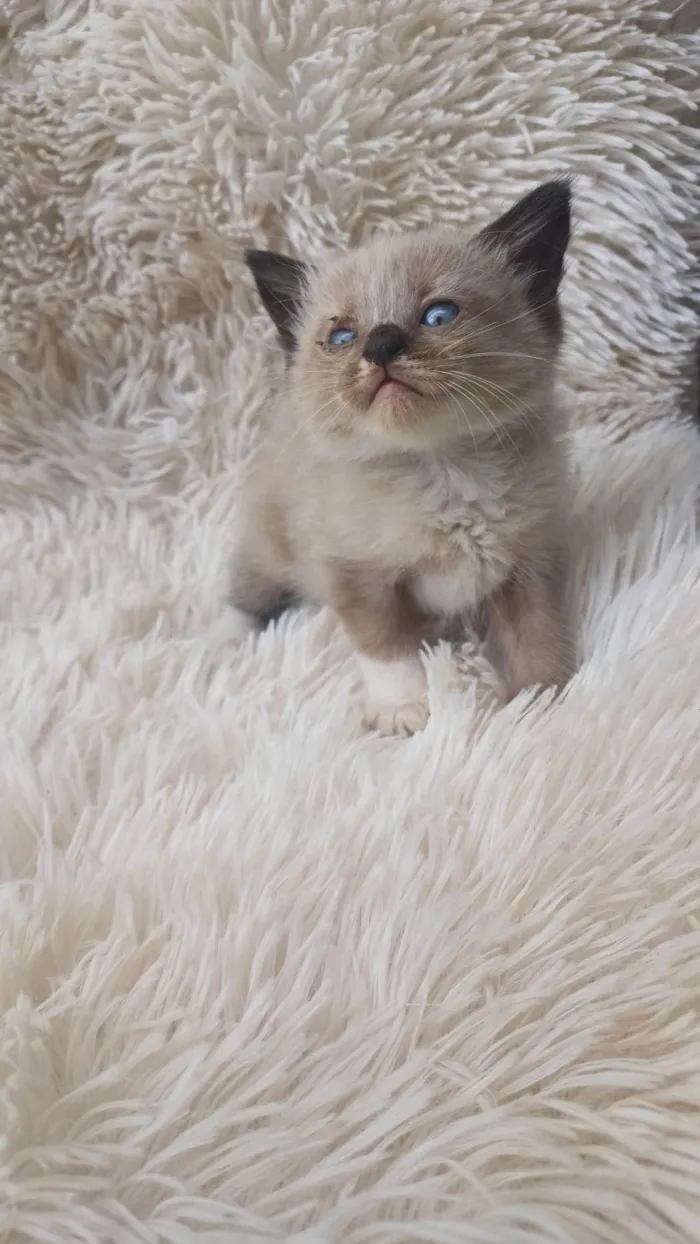 Gato ra a Siamês idade Abaixo de 2 meses nome Mix persa siames