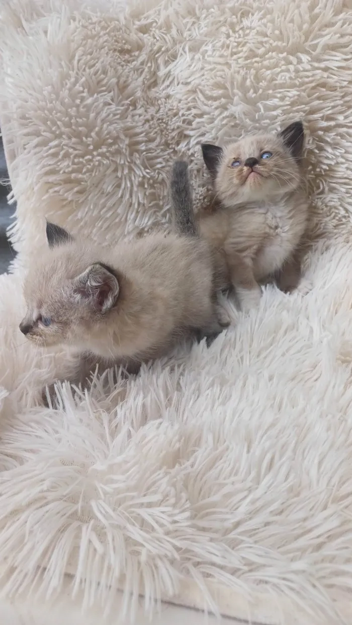 Gato ra a Siamês idade Abaixo de 2 meses nome Mix persa siames