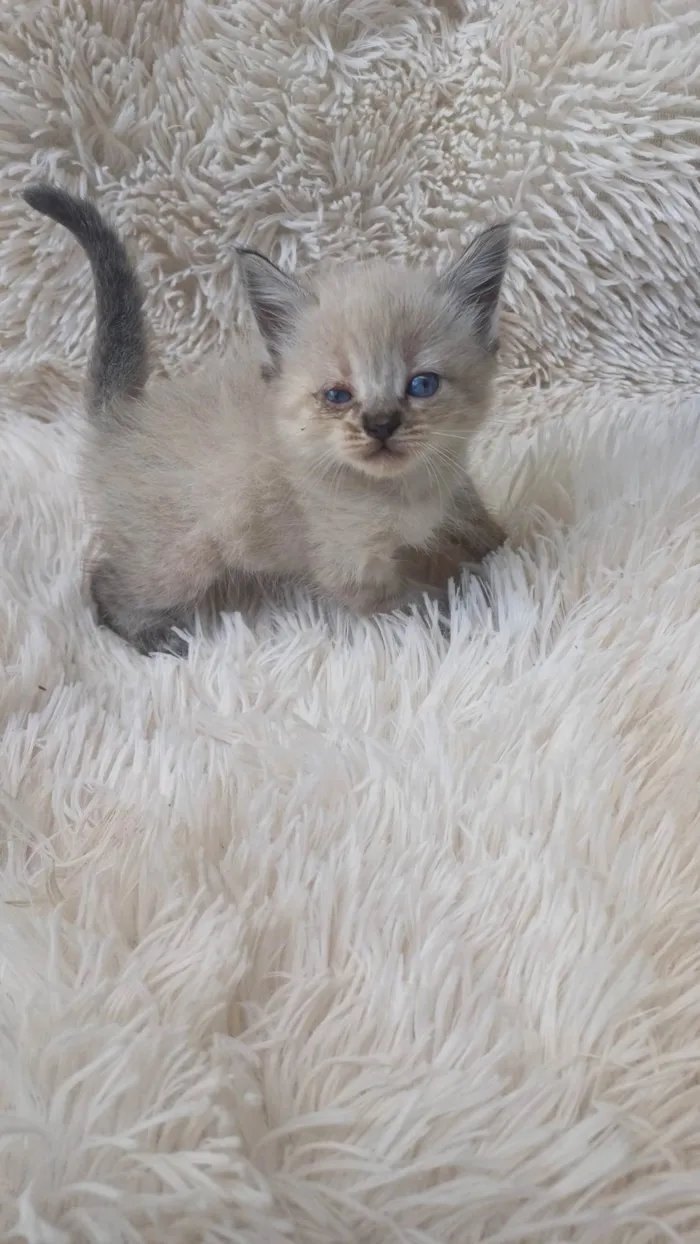 Gato ra a Siamês idade Abaixo de 2 meses nome Mix persa siames