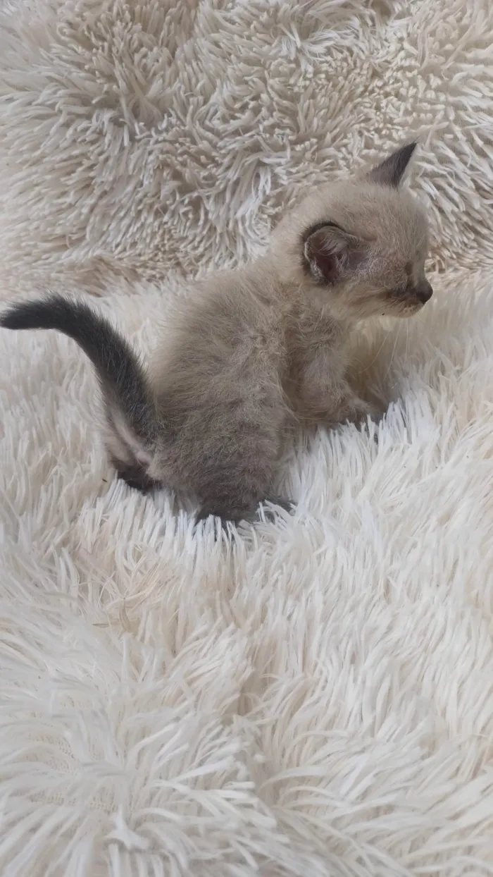 Gato ra a Siamês idade Abaixo de 2 meses nome Mix persa siames